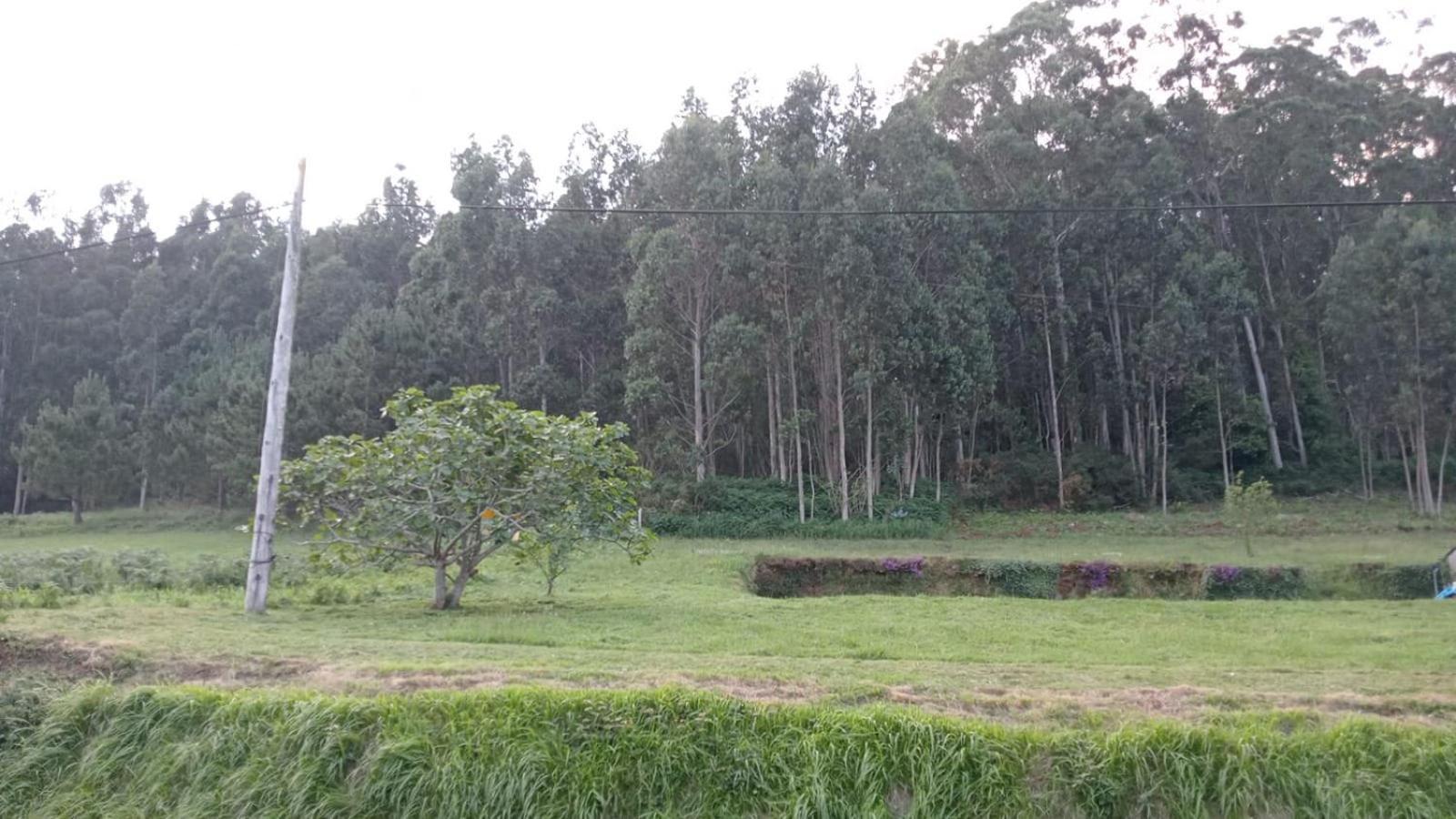 Minas De Silvarosa